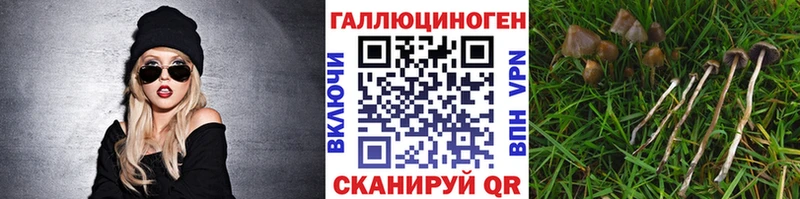 Псилоцибиновые грибы Psilocybine cubensis  Темрюк 
